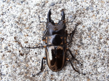 ゼブラノコギリクワガタ