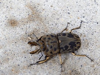 ムナコブクワガタ