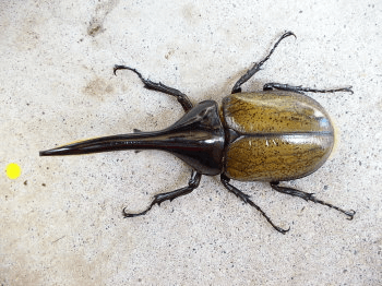 ヘラクレス・ヘラクレス(オオカブトムシ)