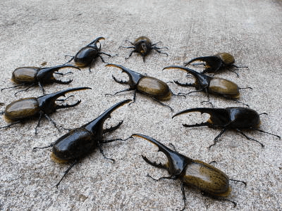 ヘラクレス・ヘラクレス（オオカブトムシ）