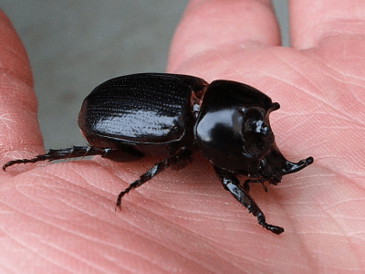 ムツノツツサイカブト（イティス）