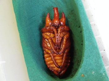 アクティオンゾウカブト　蛹