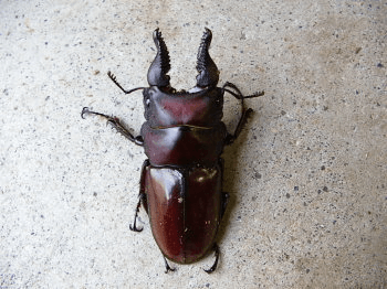 フォルケプスノコギリクワガタ