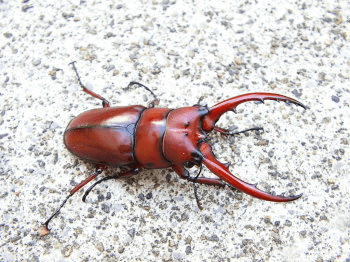 フタテンアカノコギリクワガタ