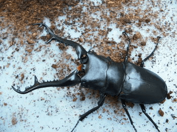 ギラファノコギリクワガタ（フローレス産）