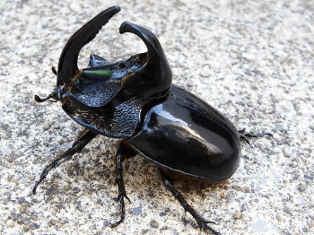 シムソンメンガタカブト