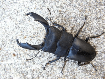 セレベスヒラタクワガタ