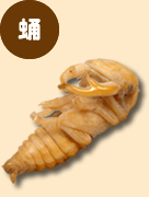 クワガタのさなぎ クワガタのさなぎ