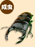 クワガタの成虫 クワガタの成虫