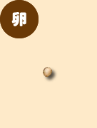 クワガタの卵 クワガタの卵