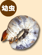 クワガタの幼虫 クワガタの幼虫