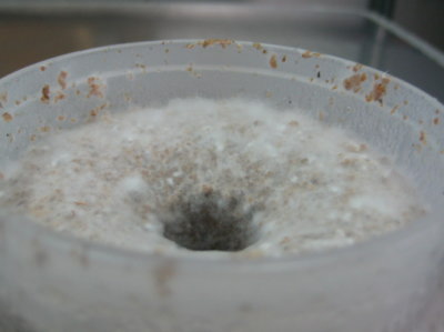 菌糸ビン作成 上部の綿状の物