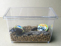 国産カブトムシ成虫飼育、エサ、止まり木、成虫を入れたところ 国産カブトムシ成虫飼育、エサ、止まり木、成虫をいれたところ