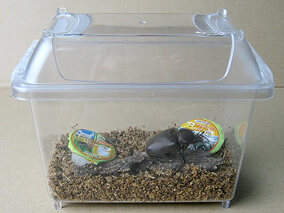 国産カブトムシ成虫飼育方法 国産カブトムシ成虫飼育方法