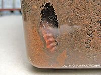 マットの中に蛹室を作ってさなぎになった国産カブトムシ マットの中に蛹室を作ってさなぎになった国産カブトムシ