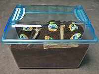 国産カブトムシ産卵セット方法 国産カブトムシ産卵セット方法