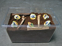 国産カブトムシ成虫飼育-セット 国産カブトムシ成虫飼育-セット