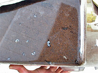 卵、幼虫の取り出し 卵、幼虫の取り出し