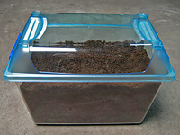 国産カブトムシ幼虫飼育セットの管理 国産カブトムシ幼虫飼育セットの管理