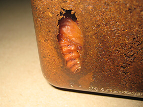 ケースの中に蛹室を作ってさなぎになった国産カブトムシ ケースの中に蛹室を作ってさなぎになった国産カブトムシ