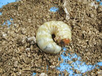 クワガタ幼虫を育てる|幼虫飼育方法 クワガタ幼虫を育てる|幼虫飼育方法