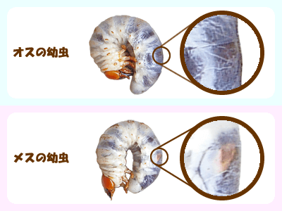 クワガタのオスメスの見分け方 クワガタのオスメスの見分け方