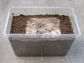 国産オオクワガタ成虫飼育