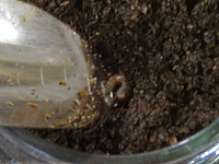 発酵マット飼育セット方法2 発酵マット飼育セット方法2