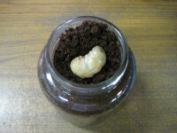 クワガタ幼虫の入れ替え2 クワガタ幼虫の入れ替え2