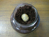 クワガタ幼虫の入れ替え3 クワガタ幼虫の入れ替え3