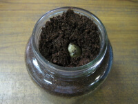 クワガタ幼虫の入れ替え4 クワガタ幼虫の入れ替え4