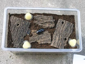 クワガタ発酵マット産卵 クワガタ発酵マット産卵