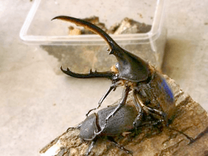 カブトムシの交尾 カブトムシの交尾