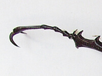 欠陥のある個体の交尾は避ける 欠陥のある個体の交尾は避ける