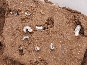 カブトムシ産卵セット割り出し