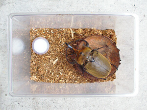 カブトムシ成虫飼育 カブトムシ成虫飼育