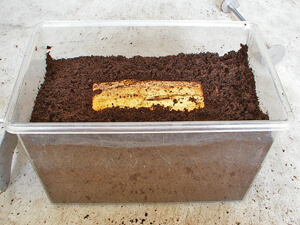 クワガタ産卵木を使った産卵方法 クワガタ産卵木を使った産卵方法