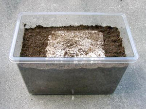 クワガタ菌床産卵 クワガタ菌床産卵