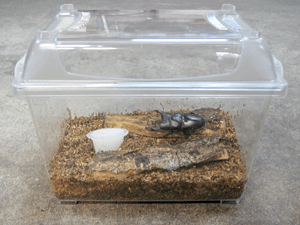 クワガタ成虫の育て方｜成虫飼育方法