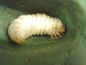 蛹になる直前のオオクワガタ 蛹になる直前のオオクワガタ