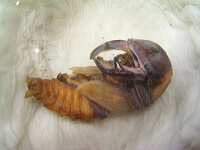 クワガタ羽化1 クワガタ羽化1