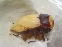 クワガタ羽化2 クワガタ羽化2