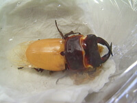 クワガタ羽化3 クワガタ羽化3