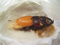 クワガタ羽化4 クワガタ羽化4