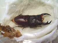 クワガタ羽化5 クワガタ羽化5