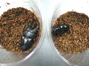 羽化した後の管理 羽化した後の管理