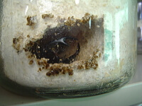 容器の様子を確認する 容器の様子を確認する