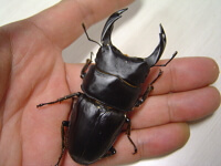 クワガタの取り出し3 クワガタの取り出し3