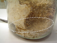 蛹室だった所 蛹室だった所