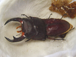 羽化(うか)して成虫になったクワガタ 羽化(うか)して成虫になったクワガタ